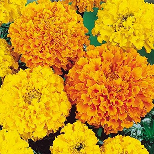 50 Marigold African Heirloom Crackerjack Seeds - Yellow & Orange Double Flowers - 50 Seeds
