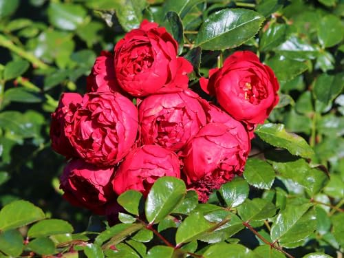 Kletterrose Florentina ® (Container)