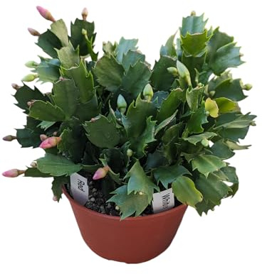 Red and White Christmas Cactus, Live Houseplant in 6-Inch Pot, Stunning Flowering Plant