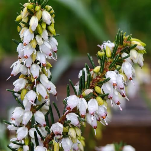 Heidekraut, exotische büropflanzen geschenke für gartenliebhaber seltene stauden winterhart mehrjährig balkongewächshäuser blühende sträucher winterhart kräuterpflanzen 250Samen