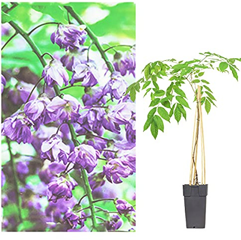 Japanische Wisteria Sinensis Kletterpflanze, Blauregen, Winterhart, 2L Topf, Violett (Wisteria sinensis Prolife ca.50-60 cn, 5)