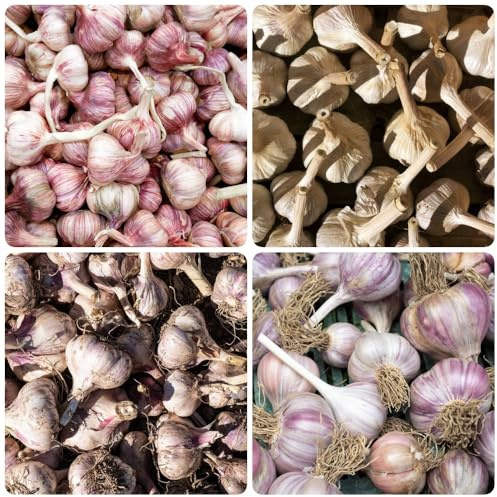 Knoblauch Bio, bio gartensamen seltene winterharte für balkon alte gemüsesorten gemüsesamen alte sorten exotische pflanzknoblauch 50Samen