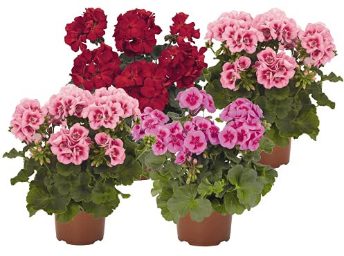 Pack de 4 Geranios con Flor Plantas para Terraza o Jardín Flores de Colores Surtidos