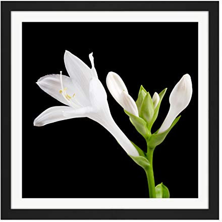 Artery8 DeSousa Hosta Plantaginea Plantain Lily Flower Photo Square Wooden Framed Wall Art Print Picture 16X16 Inch