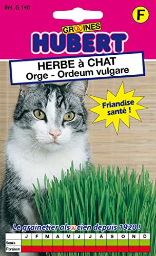 Graines d'Herbe à Chat - Orge - 20 grammes | Friandise santé