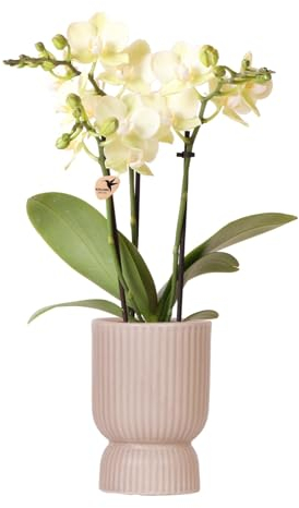 Kolibri Orchideen | gelbe Phalaenopsis-Orchidee - Mexiko - Topfgröße Ø9cm | blühende Zimmerpflanze - frisch vom Züchter