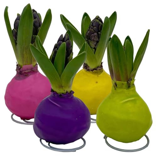 Hyazinthe in Wachs, Farben zufällig, Frühlingsfarben, 4 Stück