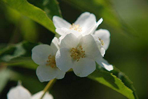 Pfeifenstrauch, Bauernjasmin, Philadelphus coronarius 60-100 cm