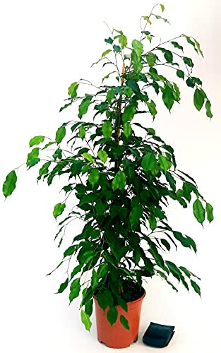 POWERS TO FLOWERS - FICUS BENJAMIN VERDE, ALTEZZA 100/110cm, pianta vera