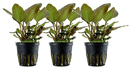 AquaOne Aquarium Pflanze 3 Stück Lagenandra meeboldii 'Red' Rosette | voll durchwurzelt, einfach pflegeleicht, Aquascaping Dekoration