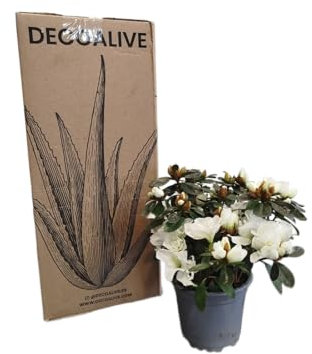 Azalea Flores Blancas DECOALIVE Planta Natural para Exterior e Interior