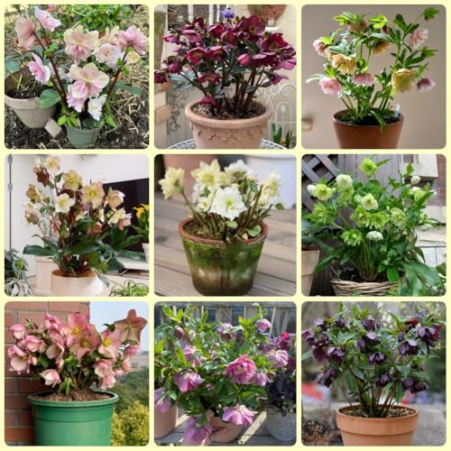 semi di rosasemi di Natale - regali per gli amanti del di rosasemi di Natale, Helleborus thibetanus - copertura del terreno, 300pcs