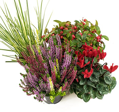 Herbst Blumenset Nr.3 Calluna vulgaris Trios Milka, Alpenveilchen, Scheinbeere & Gras grün/weiss