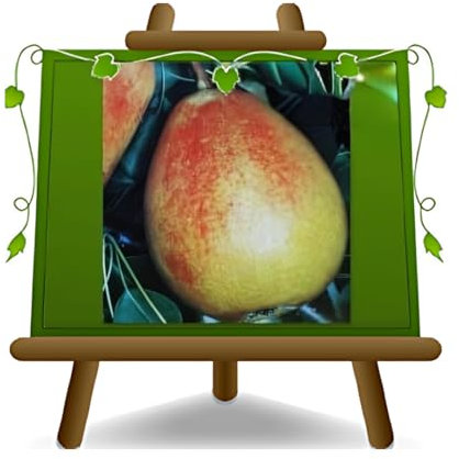 poirier poires Cocomerina plante fruitière vieux sur un pot de 20 max 170 cm - 2 ans