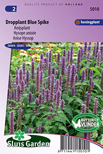 Anise Hyssop Blue Spike - Flower Seeds | Fragrant Foliage and Vibrant Blue Spikes for Pollinator Gardens