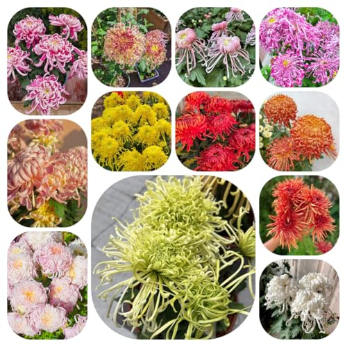 semi di crisantemo resistenti, rare balcone da giardino biologici di rare 500pcs