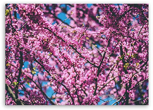 ge Bildet® 3011B - Stampa su Tela, Motivo: Fiori di ciliegio, Cotone, 100 x 70 cm Top PREIS