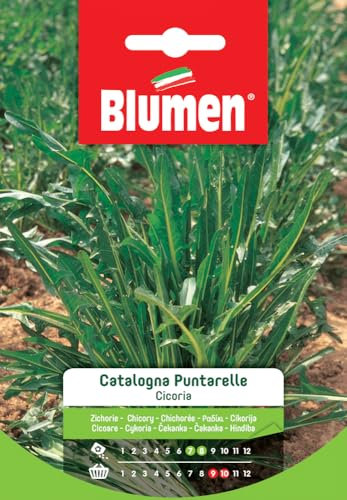 Cicoria Catalogna Puntarella
