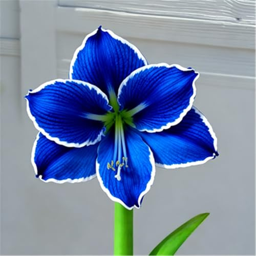 Farbverspielte Amaryllis – Lebendige Farbverläufe als ausgefallene Zimmerzier-5zwiebeln-B