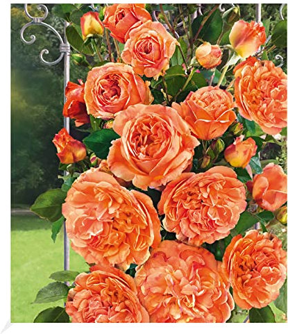 BALDUR Garten Delbard® Kletterrosen 'Papi Delbard®', 1 Pflanze, winterharte Kletterpflanze, mehrjährig, blühend, duftend, robust, Rosa Hybride, Rosenpflanze