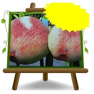 Pfirsiche mit weißem Fruchtfleisch Cesarin - Obstpflanze alte Frucht blasenbeständig auf Blumentopf 26 Baum max 200 cm – 4 Jahre Anbau Italien