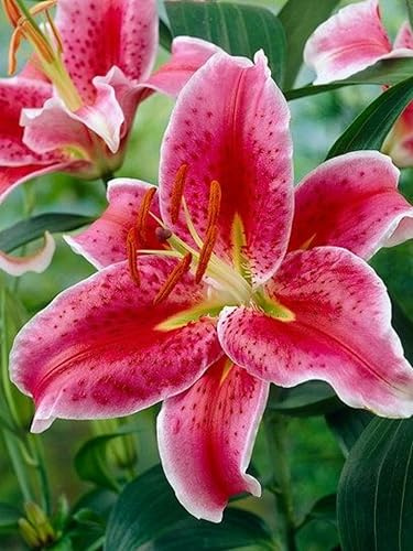 CSL sunrise Lilie  Stargazer  Rosa, 10x Zwiebeln, Lilium bis 100 cm, winterharte und mehrjährig Lilienzwiebeln, Blumenzwiebeln, bienenfreundlich