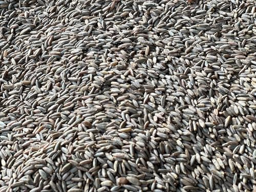 Heinrichs Agrar 1 kg Roggen Brotroggen Futterroggen Fischfutter Regional Rheinhessen aus der Layenmühle
