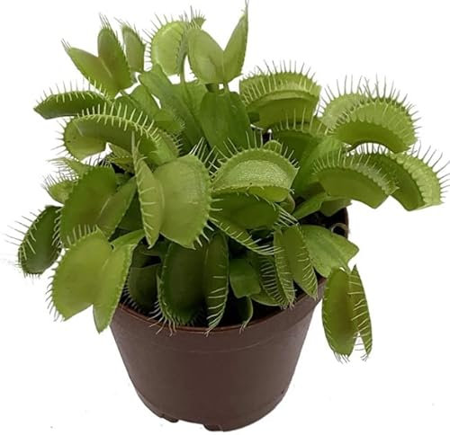 Planta Carnívora Dionaea Muscipula Insdectivora M8 Venus Atrapa Moscas Planta Natural Que Come Bichos