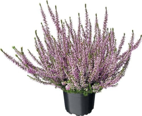 Erica o Calluna Natural la Planta Natural que da un Toque de Belleza a tu Hogar