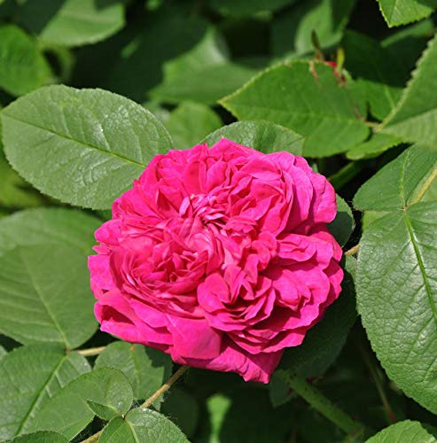 Historische Rose Rose de Resht 30-60cm - lebende Gartenpflanze aus den Baumschulen