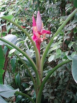 Musa acuminata 20 Samen Bananen Fruchtbanane Bananensamen