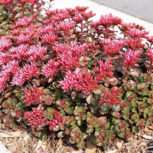 6 x Orpin spurium 'Fuldaglut' - Sedum Spurium 'Fuldaglut' - Godet 9x9 cm, Feuillage Rougeâtre, Fleurs Écarlates en Été