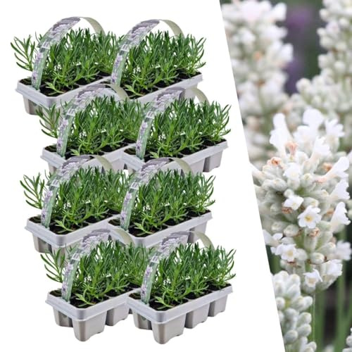 Lavendel angustifolia vit | 48 stycken - 15cm - Ø7cm - Trädgårdsväxt - Flerdeal