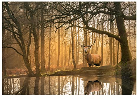 WallArena - Vlies Fototapete Hirsch 3D Effekt Wald Natur Bäume Landschaft 368x254 cm - Fototapeten - Tapeten - für Wohnzimmer Schlafzimmer - Vliestapete Wandtapete Tapete 3D Effekt- inkl. Kleister