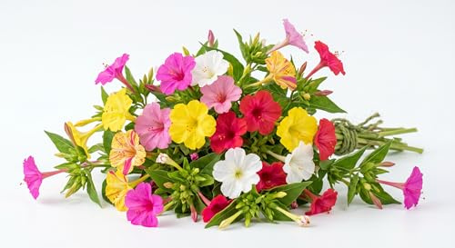 Semi Bella di Notte in Miscuglio | Fiori Profumati Serali Multicolore | Alta Germinazione | Semi Ornamentali | Ideali per Giardino, Balcone e Vasi