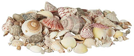 Relaxdays Muschel Deko im Set, Mix mit großen Meeresschnecken, Jakobsmuscheln, Stranddeko zum Basteln, maritim 1kg, bunt | Jakobsmuscheln, Stranddeko zum Basteln, maritim 1kg