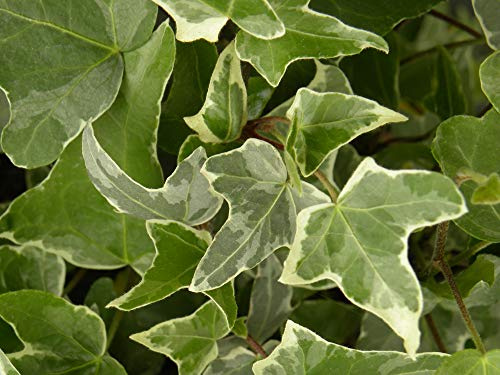 Lierre des Bois Glacier C 2 Litres