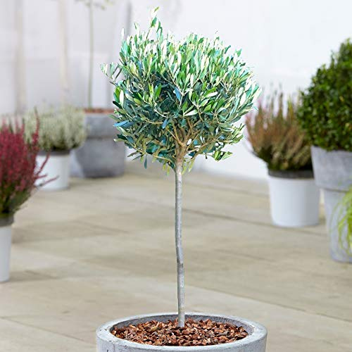 Olivenbaum 'Olea Europa' | Winterharte Zierbäume im Topf für kleine Gärten 2-3ft