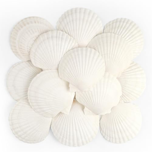 TaoQ C 16 st kammusslor naturligt snäckskal, 10 cm - 12 cm vita kammusslor snäckskal stora snäckskal för hantverk bröllopsdekor strand tema fest, vas fyllning