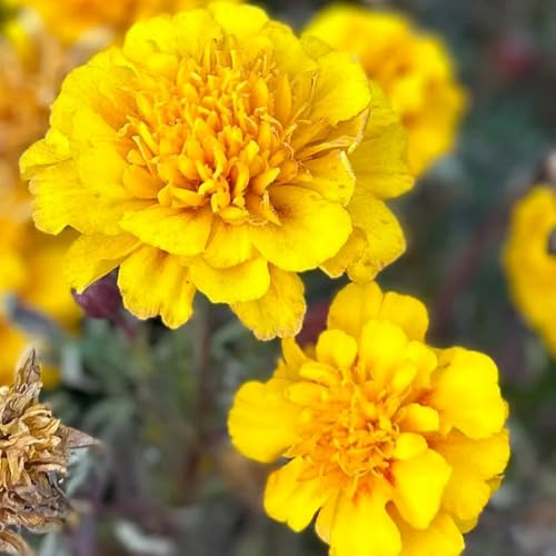 ringelblumensamen bio, kübelpflanzen winterhart zimmerpflanze stauden hochbeete für garten exotische bodendecker 2000pcs