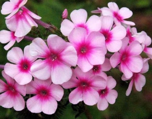 Phlox Brilliantdrummondii 100 semi