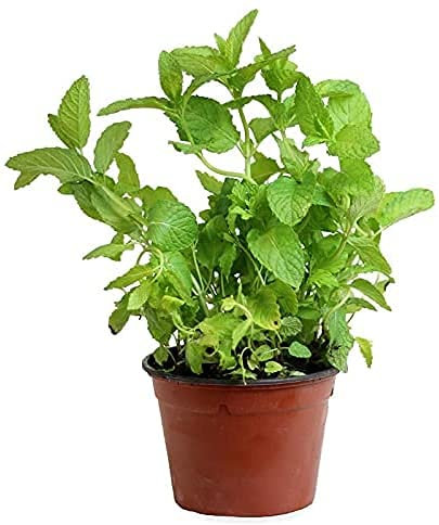 Hierbabuena Mentha Spicata Planta Aromática Natural Maceta 14cm Planta Hierba Buena