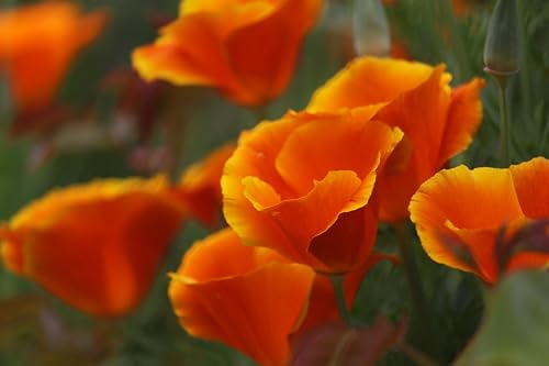 Goldmohn (Eschscholzia californica) Samen. Kalifornischer Mohn, Goldbecher. Heilpflanze (2000 Samen = 2,6g)