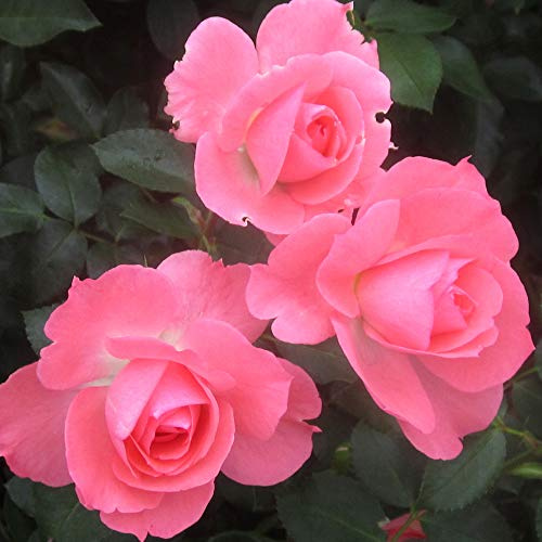 Heirloom Roses Rose Plant - Passionate Kisses® Pink Rose Bush, Floribunda Live Plant for Planting Outdoors