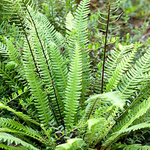Blechnum Spicant Hard Fern Outdoor Evergreen Hardy Garden Plant Groundcover Bush