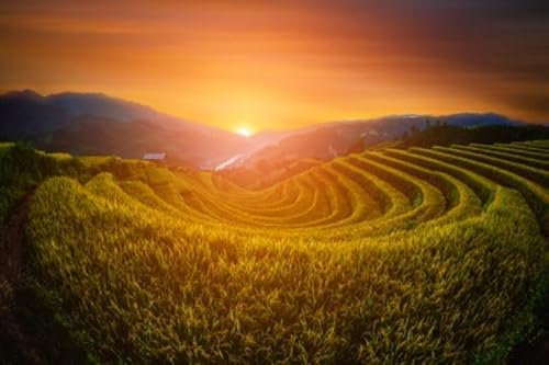 Acryl-Bild 50 x 30 cm: Reisfelder auf Terrassen mit Holzpavillon bei Sonnenuntergang in Mu Cang Chai, Yen Bai, Vietnam. (95004545)