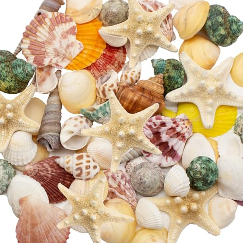Kujinova Decoración de conchas, caja de conchas mixtas, conchas para manualidades, conchas de playa, estrellas de mar, 340 g, para fiestas en la playa, dispersiones de mesa, decoración del hogar,