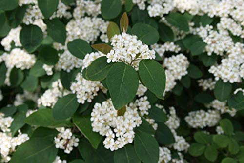 Semilla de maceta Cotoneaster Multiflorus - 25 Semillas - Arbusto - Bayas - Cobertura