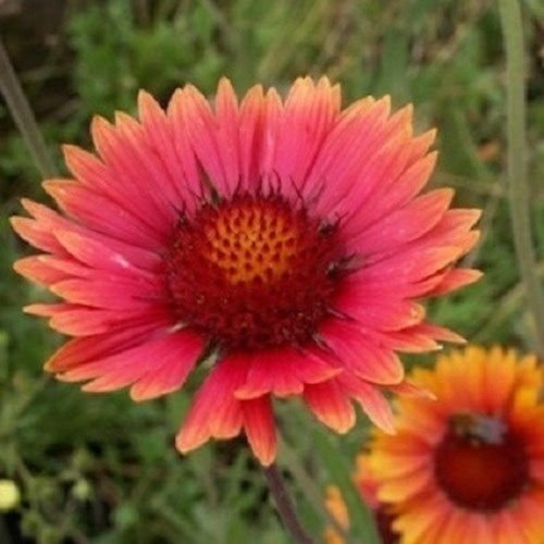 30+ Gaillardia Aristata Tokajar/Graines de fleurs vivaces
