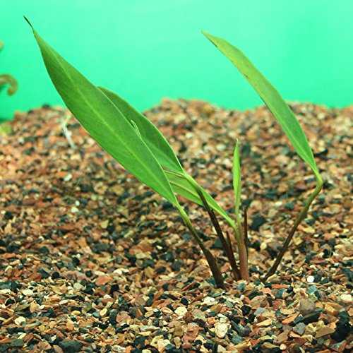 AquaPlants Anubias afzelli